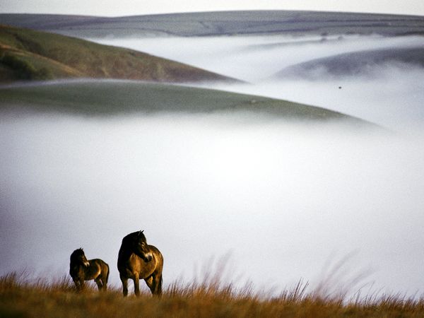 Exmoor Ponies